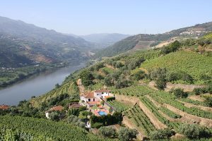 Terraced vineyards and a quinta above the Douro River valley